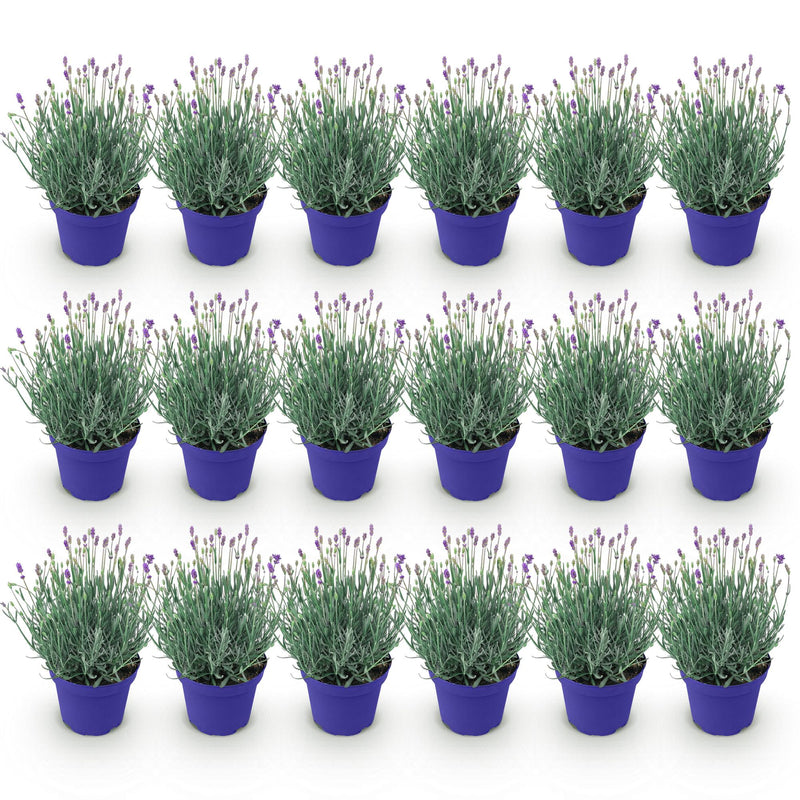 Green boutiQ - Tuinplant - Lavandula angustifolia Hidcote - Lavendel - Winterhard - Paars - 18 Planten - Pot 12cm - Hoogte 15-25cm