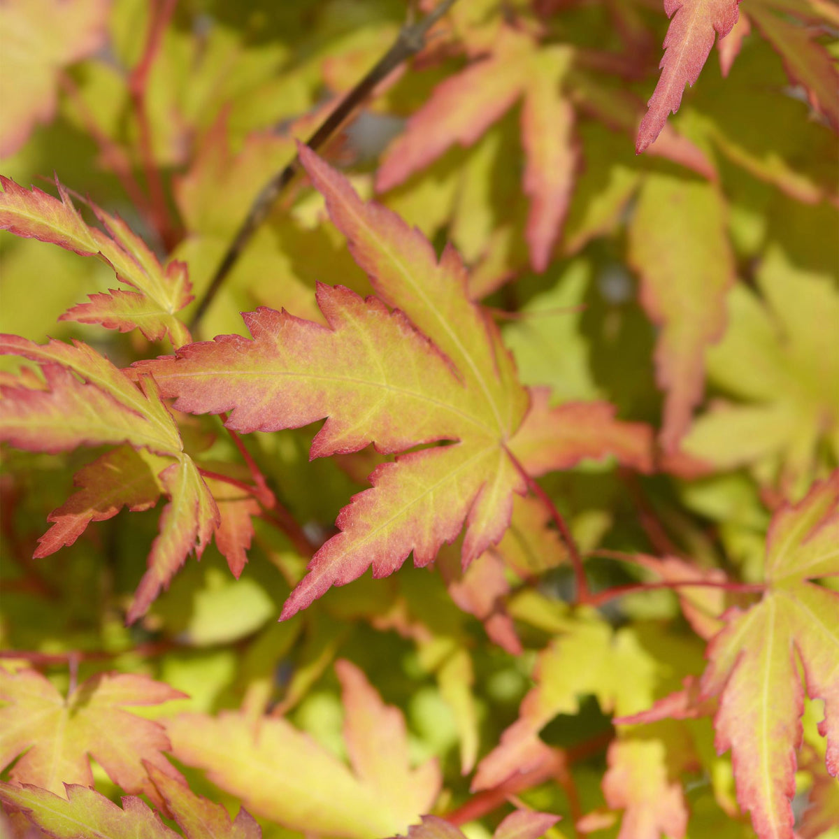 Green boutiQ - Plante de jardin - Acer palmatum Sangokaku - Vert - 1 plante - Caduc - Peu d'entretien - Pot 12cm Hauteur 35cm