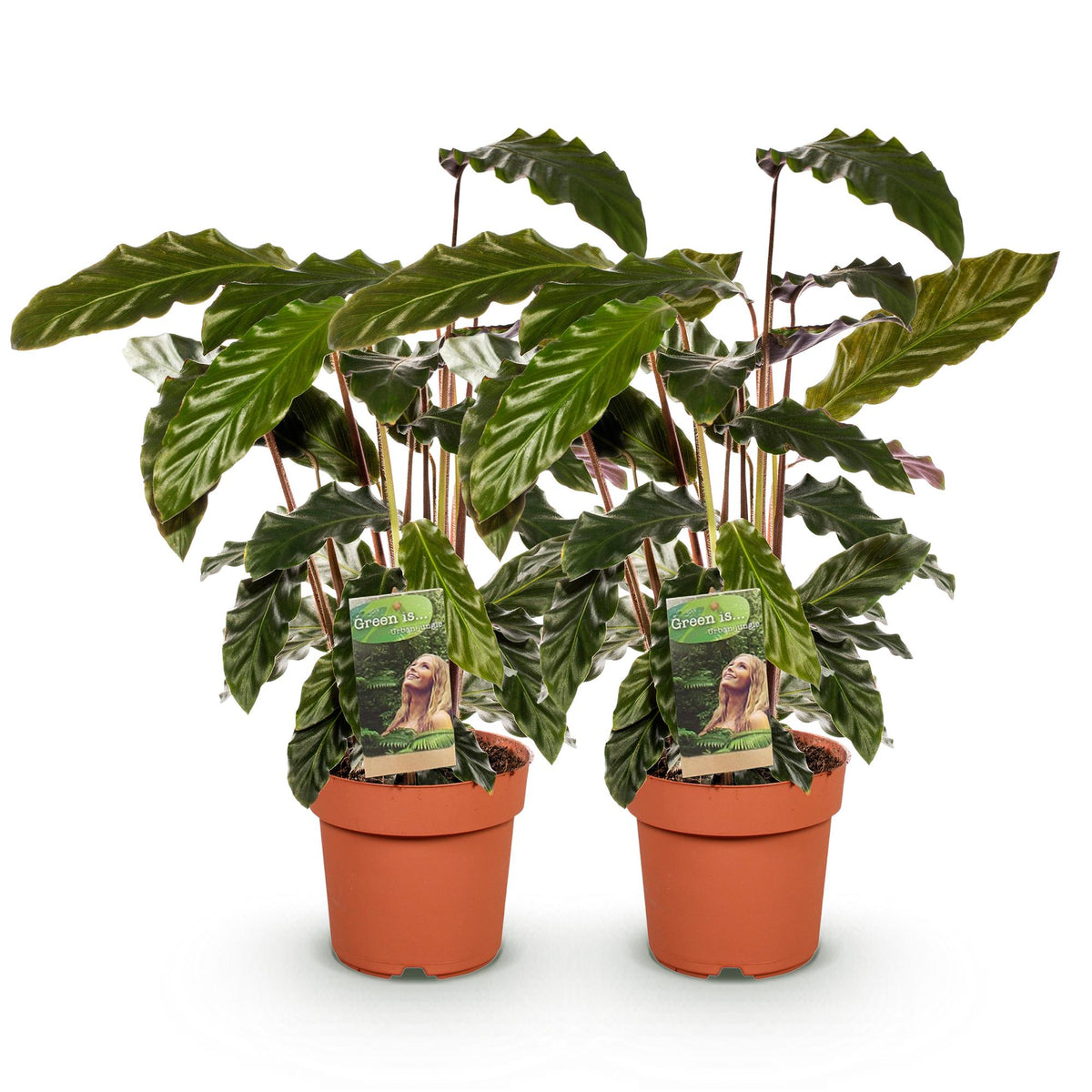 Green BoutiQ - Green is... Plantes d'intérieur - Calathea Rufibarba - Plante paon - Peu d'entretien - Vert - 2 plantes - Pot 17cm - Hauteur 55-60cm