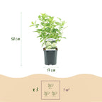 Green boutiQ - Rispenhortensie - Hydrangea paniculata Limelight - Blüte cremeweiß - 1 Pflanze - Laubabwerfend - Große Blüten - Topf 17cm Höhe 50cm