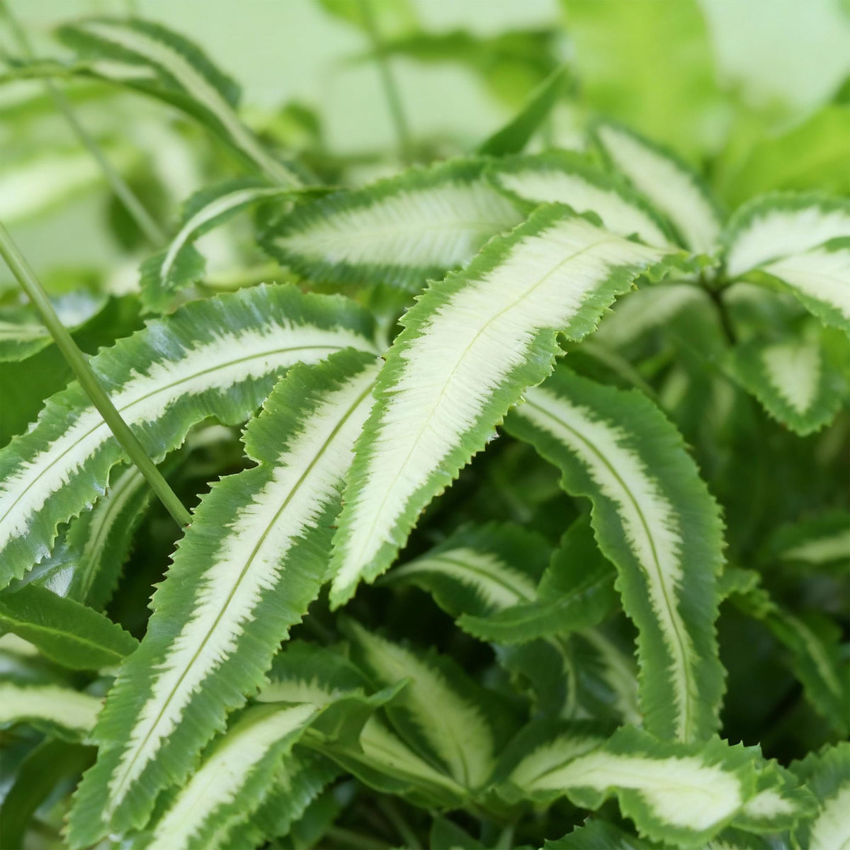 Green boutiQ - Zimmerpflanze - Pteris cretica Albolineata - Dünnfarn - Haustierfreundliche Pflanze - Grün - 4 Pflanzen - mit Topf Weiß - Topf 12cm - Höhe 20cm