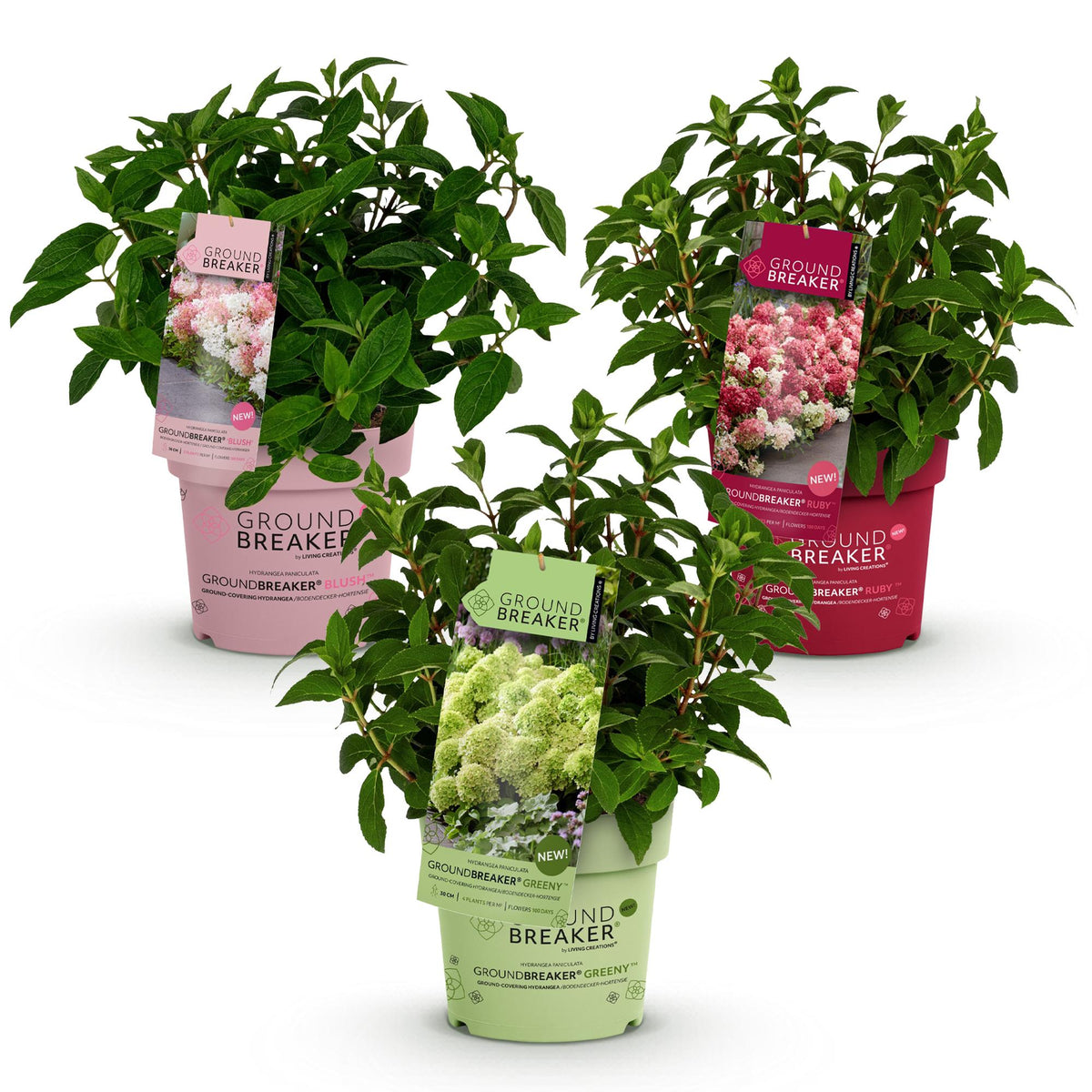 Green boutiQ - Tuinplant - Hydrangea panniculata Groundbreaker Blush -Greeny - Ruby - Pluimhortensia - Compact - Roze-Groen-Rood - 3 Planten - Pot 14cm - Hoogte 20-25cm