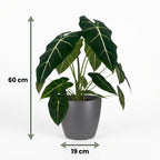 Green boutiQ - Plante d'intérieur - Oreille d'éléphant - Alocasia Frydek - Vert - Peu d'entretien - 1 plante - avec pot gris - Pot 19cm - Hauteur 60cm