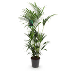 Green boutiQ - Plante d'intérieur - Howea Forsteriana - Palmier Kentia - Entretien facile - Vert - 1 plante - Pot 27cm - Hauteur 160-170cm