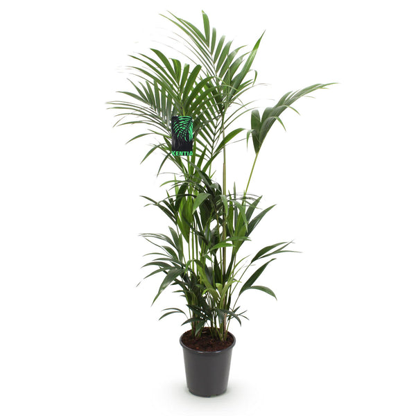Green boutiQ - Kamerplant - Howea Forsteriana - Kentia Palm - Weinig Onderhoud - Groen - 1 plant - Pot 27cm - Hoogte 160-170cm