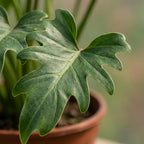 Green boutiQ - Plante d'intérieur - Philodendron - Philodendron Xanadu - Vert - Entretien facile - 1 plante - Pot 19 cm - Hauteur 60 cm