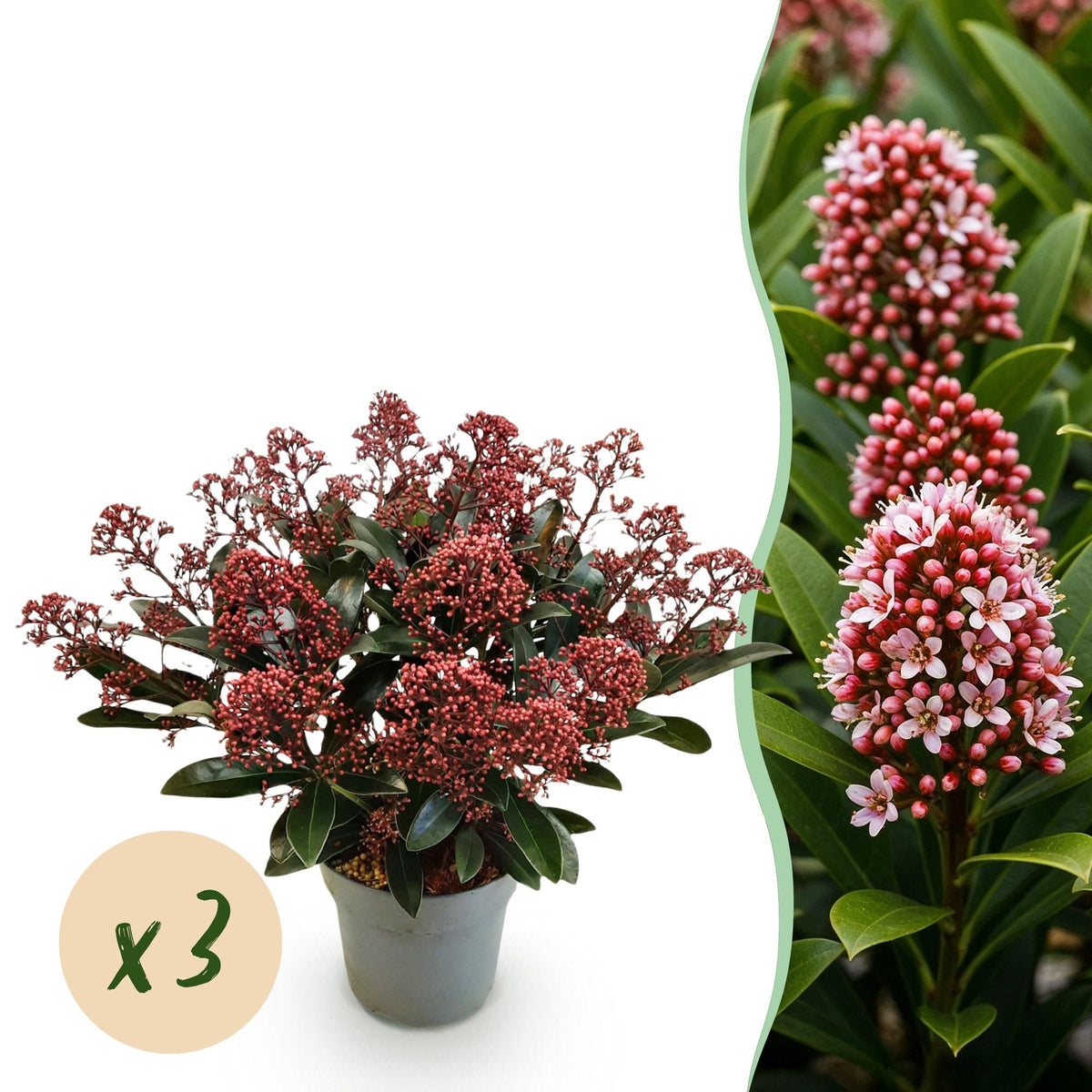 Green boutiQ - Plante de terrasse - Skimmia japonica Rubella - Rouge flamboyant - 15+ Fleurs - 3 Plantes - Résistant à l'hiver - Pot de 15cm Hauteur 30cm