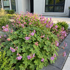 Green boutiQ - Stauden - Geranium macr. Czakor - Storchschnabel - Bodendeckend - Purpur-Rosa - 12 Pflanzen - Topf 11cm - Höhe 15-25cm