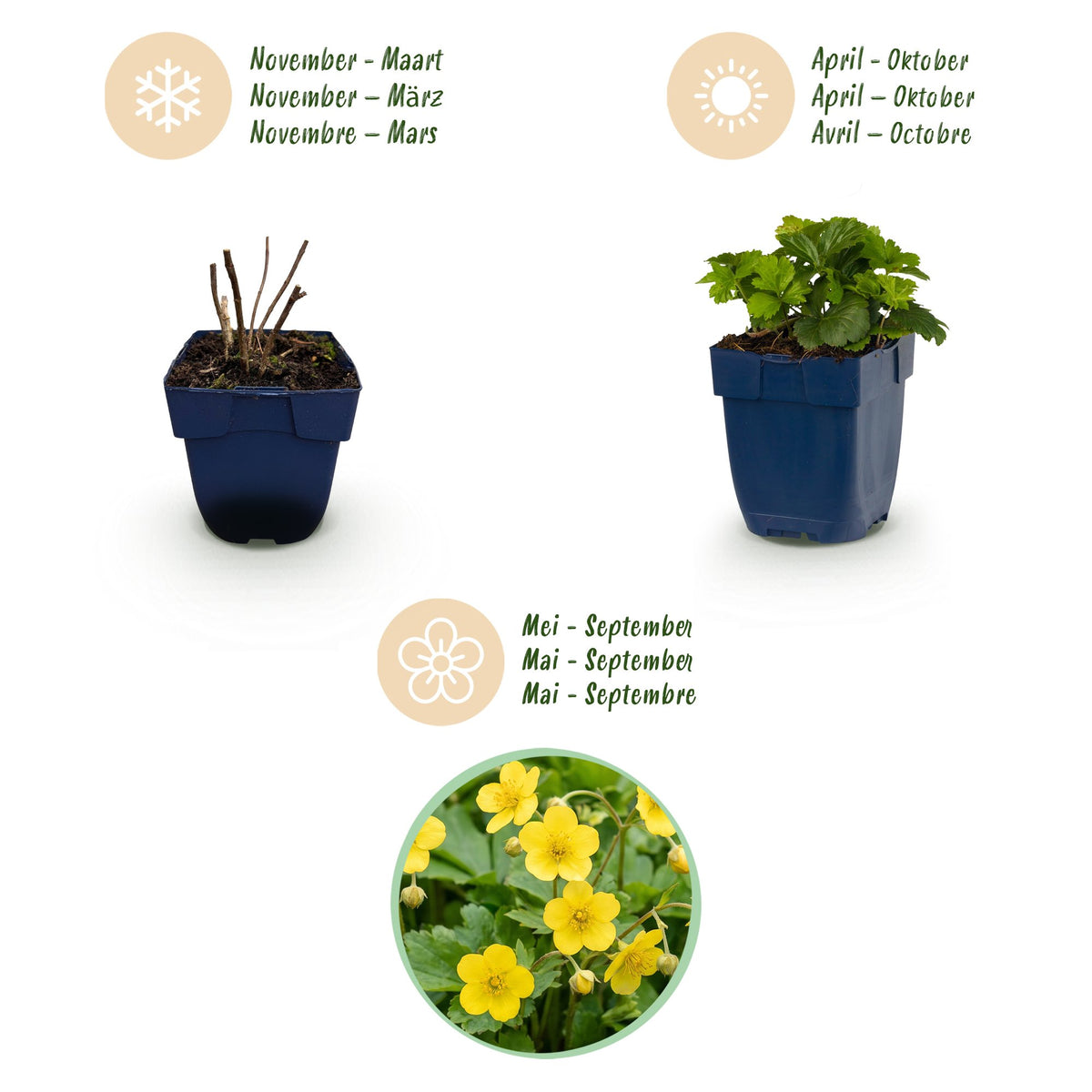 Vasteplant - Waldsteinia ternata - Goudaardbei - Bodembedekkend - Geel - 1 Plant - Pot 11cm - Hoogte 15-25cm