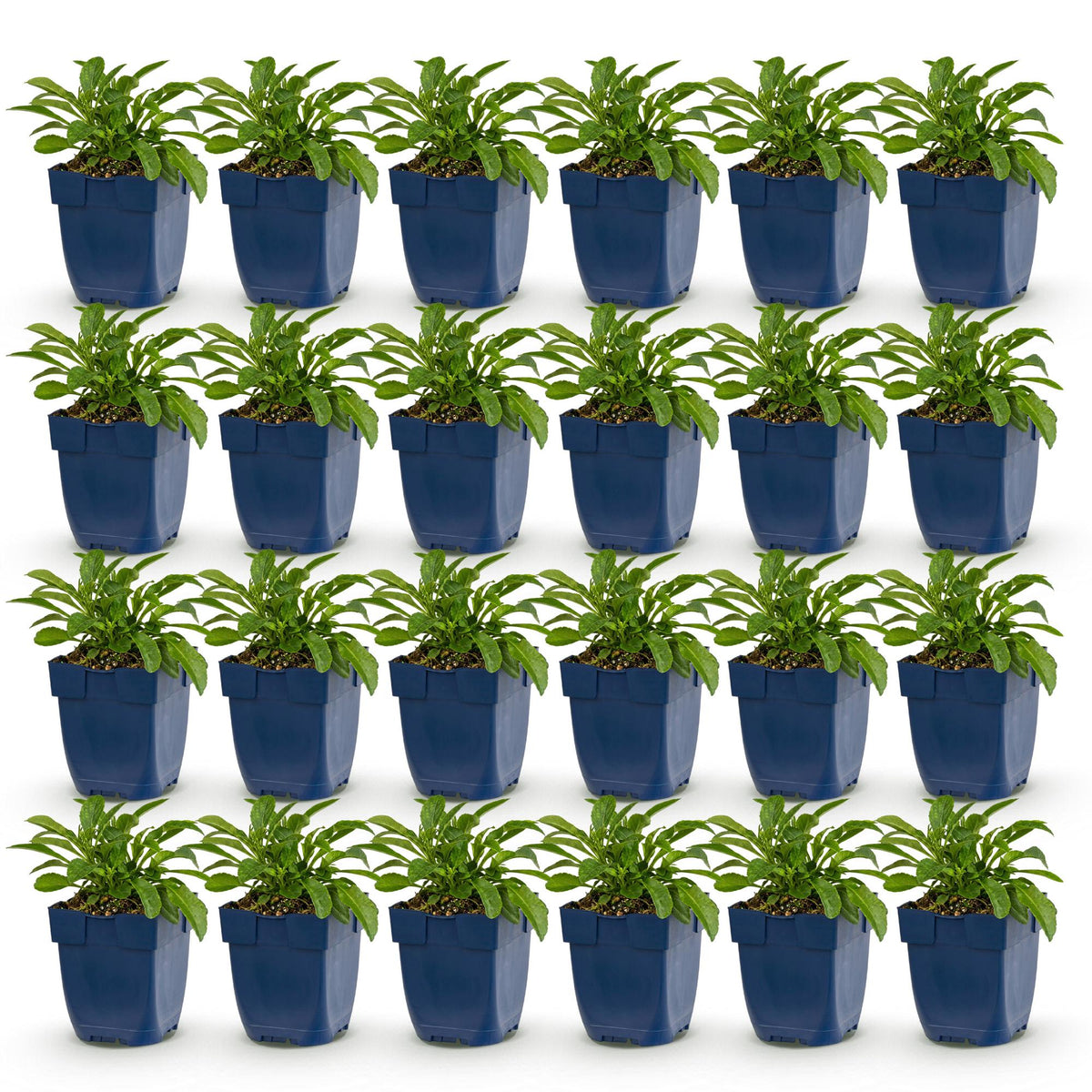 Green boutiQ - Plante vivace - Campanula persicifolia - Campanule à feuilles de pêcher - Attire les abeilles et les papillons - Bleu - 24 plantes - Pot 11cm - Hauteur 15-25cm