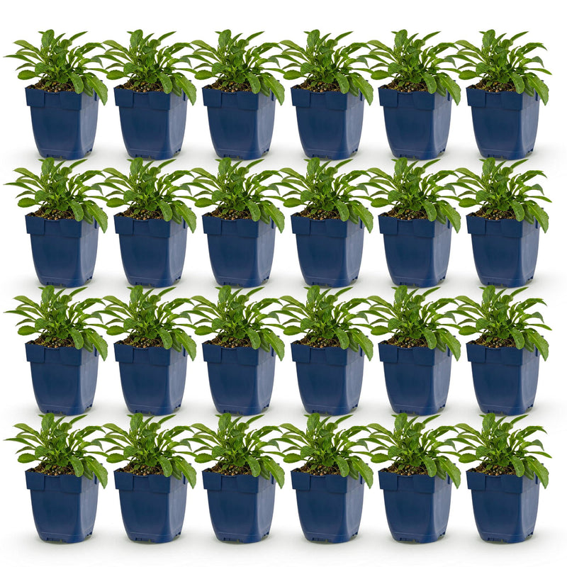 Green boutiQ - Vasteplant - Campanula persicifolia - Perzikbladklokje - Bijen en Vlinderlokkers - Blauw - 24 Planten - Pot 11cm - Hoogte 15-25cm