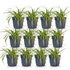 Green boutiQ - Gräser - Carex oshimensis Evergreen - Japanische Segge - Immergrün - Grün - 12 Pflanzen - Topf 11 cm - Höhe 15-25 cm