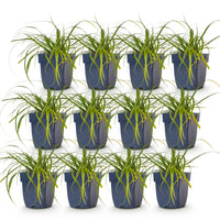 Green boutiQ - Grassen - Carex oshimensis Evergreen - Japanse Zegge - Groenblijvend - Groen - 12 Planten - Pot 11cm - Hoogte 15-25cm
