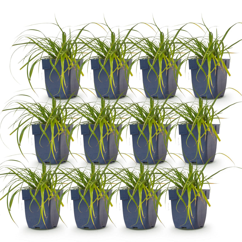 Green boutiQ - Grassen - Carex oshimensis Evergreen - Japanse Zegge - Groenblijvend - Groen - 12 Planten - Pot 11cm - Hoogte 15-25cm