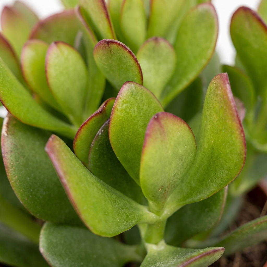 Crassula Ovata - Jade plant - Green - Succulent/cactus - incl. grijze pot - Ø12cm
