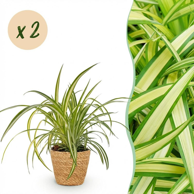 Green boutiQ - Kamerplant - Chlorophytum comosum Variegatum - Bonte Graslelie - Huisdiervriendelijke Plant - Groen - 2 Planten - met Mand - Pot 12cm - Hoogte 20cm