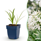 Green boutiQ - Stauden - Agapanthus africanus Albus - Afrikanische Schmucklilie - Bienen- und Schmetterlingsmagnet - Weiß - 1 Pflanze - Topf 11cm - Höhe 15-25cm