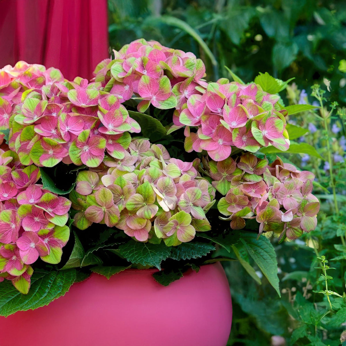 Green boutiQ - Plante de terrasse - Hortensia - Hydrangea Magical Green Fire - Rose Vert - 6-10 fleurs - Pot 23cm Hauteur 55cm