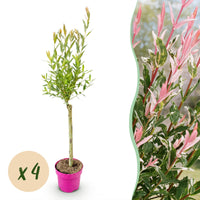 4x - Salix Flamingo - Ø17cm - ↕70-80cm