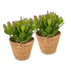 2x Crassula Ovata - Jade plant - Green - Succulent/cactus - incl. mand - Ø12cm