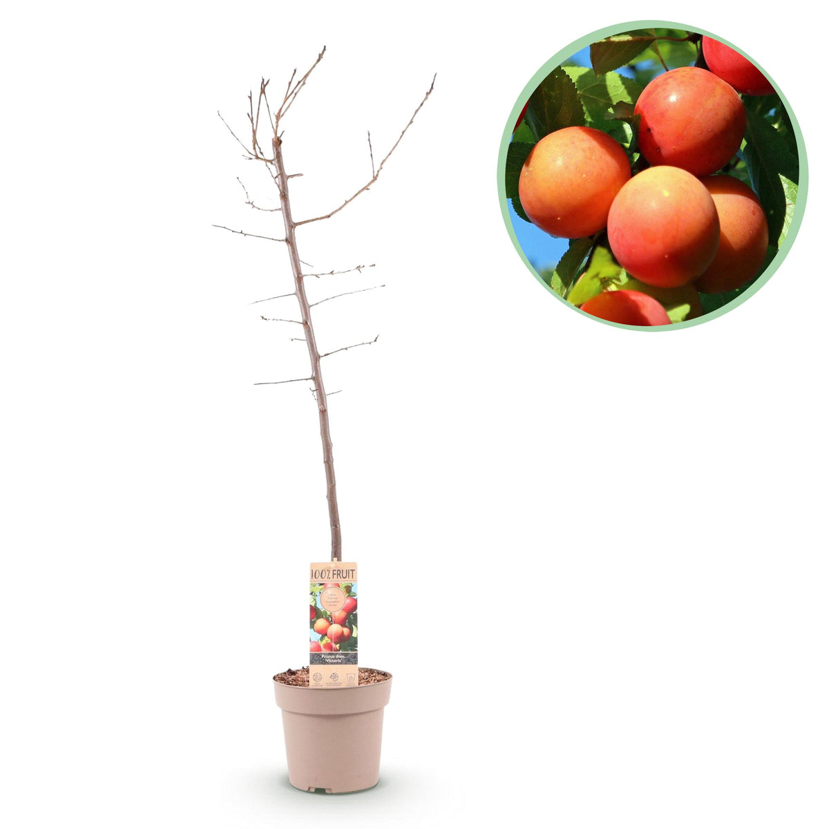 Green boutiQ - Fruitboom - Prunus domestica Victoria - Appelboom - Winterhard - Roze-Oranje Appel - 1 Plant - Pot 21cm - Hoogte 90cm