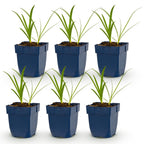 Green boutiQ - Stauden - Agapanthus africanus Albus - Afrikanische Schmucklilie - Bienen- und Schmetterlingsmagnet - Weiß - 6 Pflanzen - Topf 11cm - Höhe 15-25cm