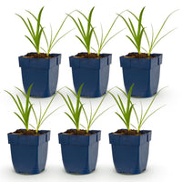 Green boutiQ - Vasteplant - Agapanthus africanus Albus - Afrikaanse Lelie - Bijen en Vlinderlokkers - Wit - 6 Planten - Pot 11cm - Hoogte 15-25cm