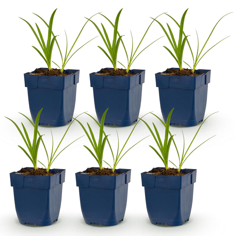Green boutiQ - Vasteplant - Agapanthus africanus Albus - Afrikaanse Lelie - Bijen en Vlinderlokkers - Wit - 6 Planten - Pot 11cm - Hoogte 15-25cm