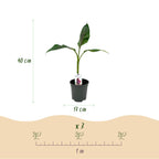 Green boutiQ - Plante fruitière - Bananier - Musa sikkimensis Red Tiger - Rustique - 6 plantes - Pot 17cm Hauteur 40cm