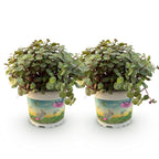 Green boutiQ - Zimmerpflanze - Callisia repens - Katzengras - Haustierfreundlich - Grün - 2 Pflanzen - Topf 12cm - Höhe 17-20cm