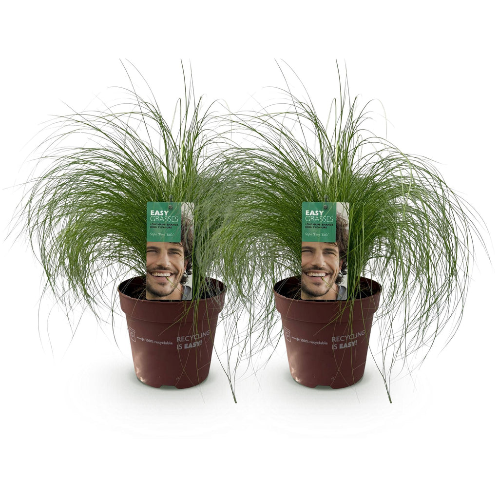 Green boutiQ - Graminées ornementales - Stipa tenuifolia Pony Tails - Vert - 2 plantes - Persistant - Peu d'entretien - Pot 17cm Hauteur 50cm