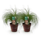 Green boutiQ - Graminées ornementales - Stipa tenuifolia Pony Tails - Vert - 2 plantes - Persistant - Peu d'entretien - Pot 17cm Hauteur 50cm