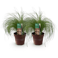 Green boutiQ - Siergrassen - Stipa tenuifolia Pony Tails - Groen - 2 Planten - Bladhoudend - Weinig Onderhoud - Pot 17cm Hoogte 50cm