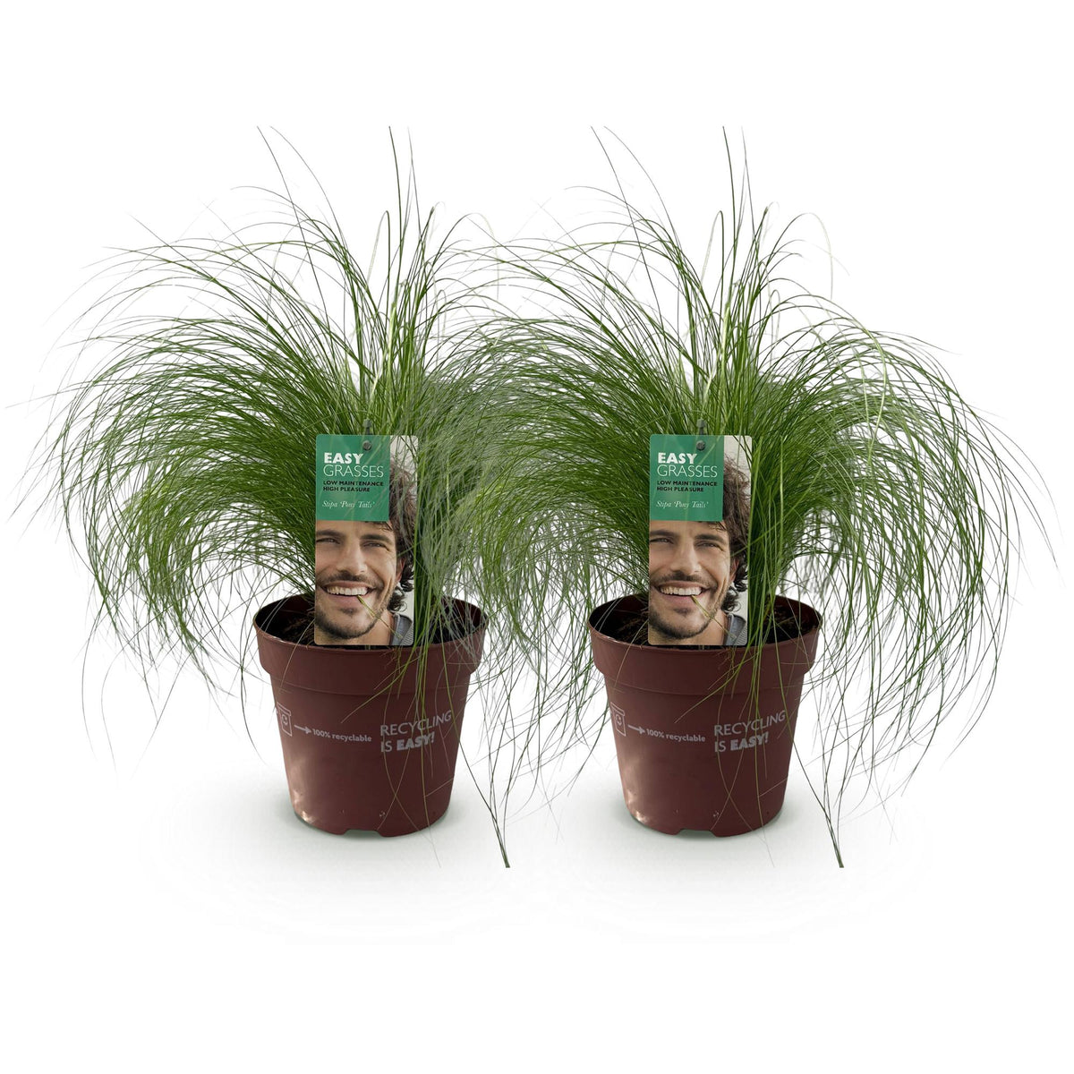 Green boutiQ - Graminées ornementales - Stipa tenuifolia Pony Tails - Vert - 2 plantes - Persistant - Peu d'entretien - Pot 17cm Hauteur 50cm