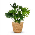 Green boutiQ - Plante d'intérieur - Philodendron - Philodendron Lickety Split - Vert - Entretien facile - 1 plante - avec panier - Pot 19 cm - Hauteur 70 cm