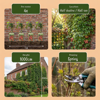 6x Parthenocissus tr. 'Veitchii Boskoop' - Boston ivy - Yellow - Green - Climber - Ø9cm - ↕35cm