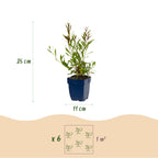 Green boutiQ - Stauden - Gaura lindh. Florgauros - Prachtkerze - Bienen- und Schmetterlingsmagnet - Rosa - 1 Pflanze - Topf 11cm - Höhe 15-25cm