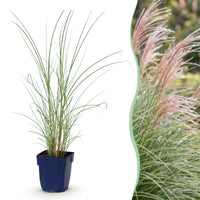 Green boutiQ - Grassen - Miscanthus sin. Morning Light - Pampusgras - Met Pluim - Zilver - 24 Planten - Pot 11cm - Hoogte 15-25cm