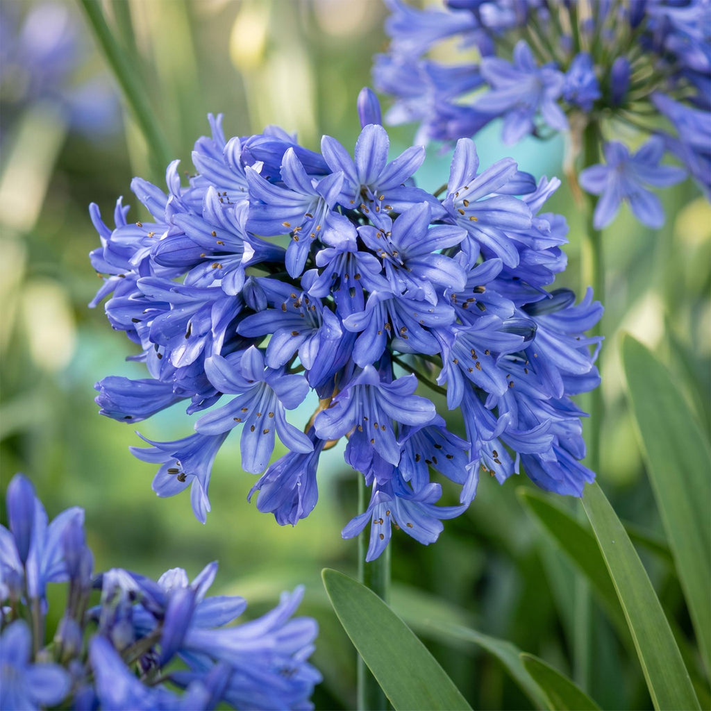Green boutiQ - Stauden - Agapanthus africanus - Afrikanische Schmucklilie - Bienen- und Schmetterlingsmagnet - Blau - 24 Pflanzen - Topf 11cm - Höhe 15-25cm
