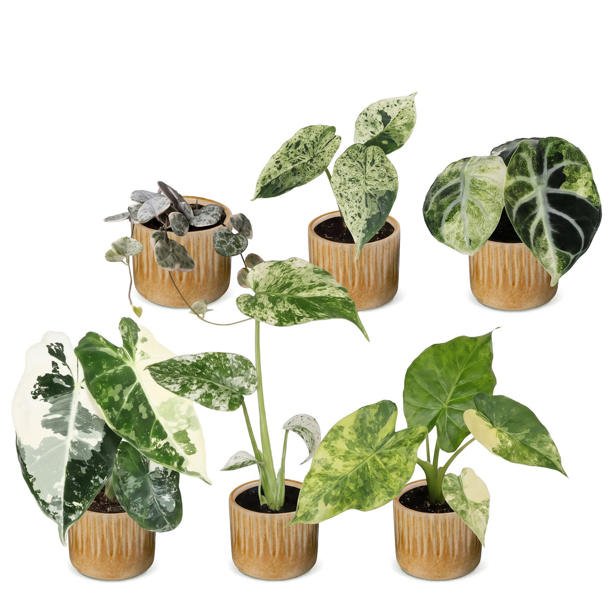 6x Baby Variegata Mix - Various colours - Tropical - incl. Linnea Honey - Ø6cm - ↕10-15cm