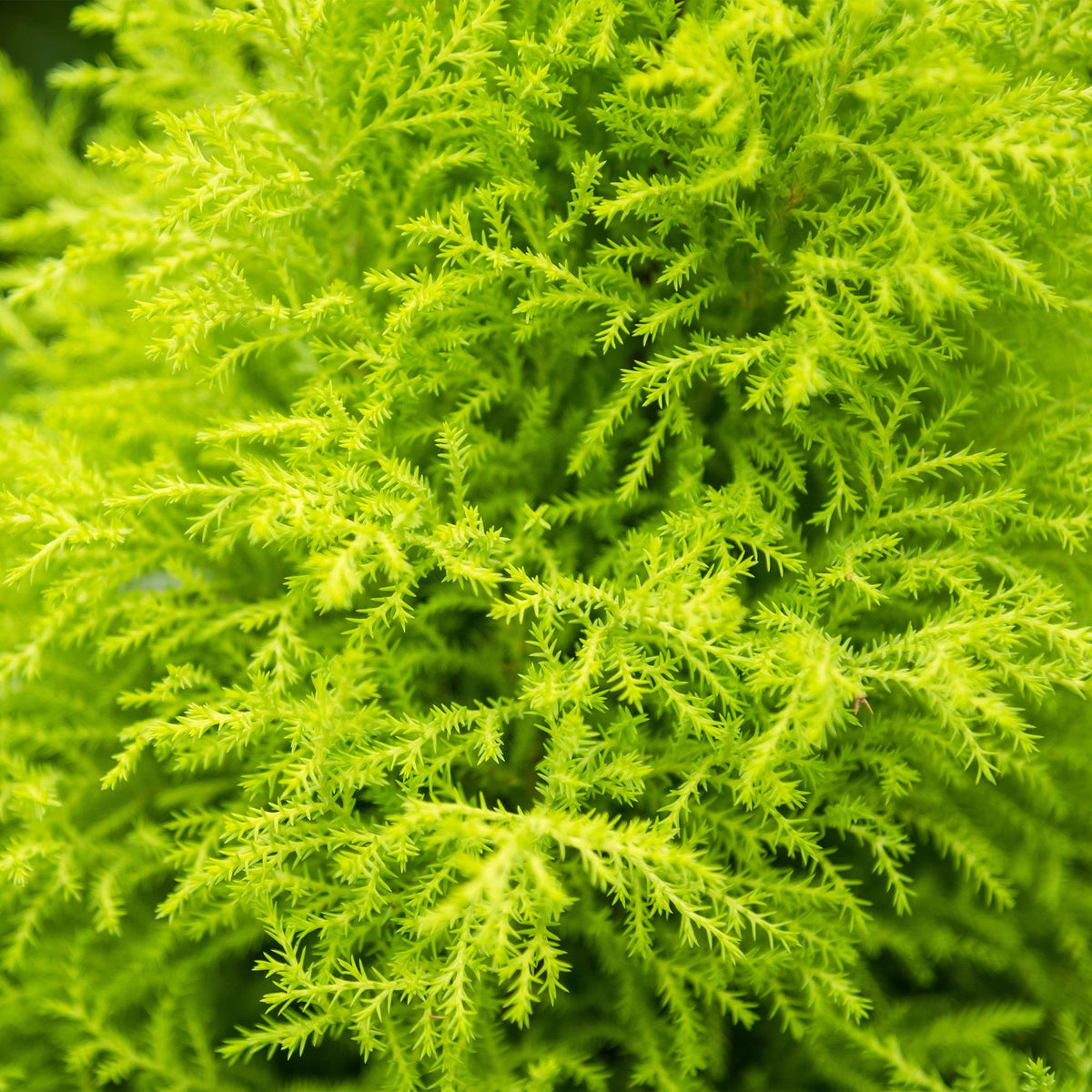 Green BoutiQ - Plantes d'intérieur - Cupressus Gold Crest Wilma - Conifère d'intérieur - Entretien facile - Vert - 1 plante - avec pot gris - Pot 21 cm - Hauteur 85-95 cm