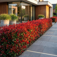 Green boutiQ - 40x Photinia fraseri Little Red Robin - Glansmispel - Haagplanten - Groenblijvend - Rood - Pot 9cm - Hoogte 25-35cm