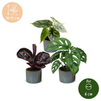3x Baby Jungle Mix - Various colours - Tropical - incl. Linnea Misty Blue - Ø6cm - ↕10-15cm