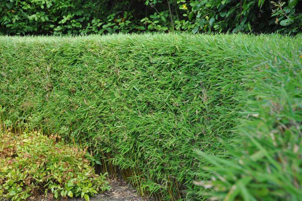 Green boutiQ - Grassen - Fargesia Rufa - Niet Woekerende Bamboe - Bladhoudend - Groen - 2 Planten - Pot 23 cm - Hoogte 80 cm