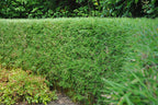 Green boutiQ - Grassen - Fargesia Rufa - Niet Woekerende Bamboe - Bladhoudend - Groen - 2 Planten - Pot 23 cm - Hoogte 80 cm