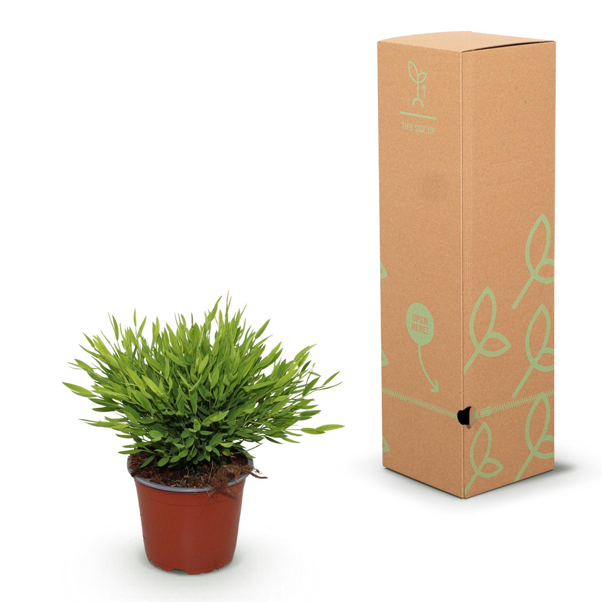 Green boutiQ - Zimmerpflanze - Bambusa Pogonatherum Monica - Bambusgras - Haustierfreundlich - Grün - 2 Pflanzen - Topf 12cm - Höhe 30-35cm