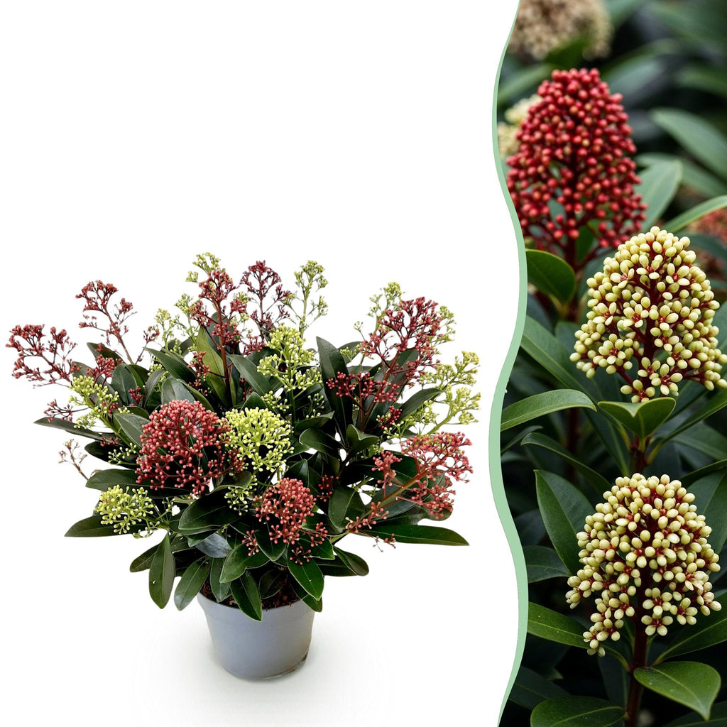 Plante de terrasse - Skimmia japonica Festival - Fleurs blanches & rouges - 15+ fleurs - 1 plante - Rustique - Pot 15 cm Hauteur 30 cm
