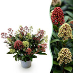 Plante de terrasse - Skimmia japonica Festival - Fleurs blanches & rouges - 15+ fleurs - 1 plante - Rustique - Pot 15 cm Hauteur 30 cm