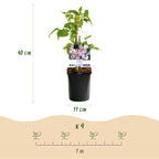 Green boutiQ - Plantes grimpantes Rainbow - Clematis montana Rubens, Hedera helix, Lonicera Goldflame, Campsis madame Galen - Couleur toute l'année - 4 plantes - Pot 11cm Hauteur 40cm