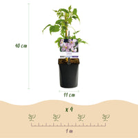 Green boutiQ - Klimplanten Rainbow - Clematis montana Rubens  Hedera helix lonicera Goldflame Campsis madame Galen   - Jaarrond kleur - 4 planten - Pot 11cm Hoogte 40cm